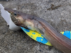 ハモの釣果