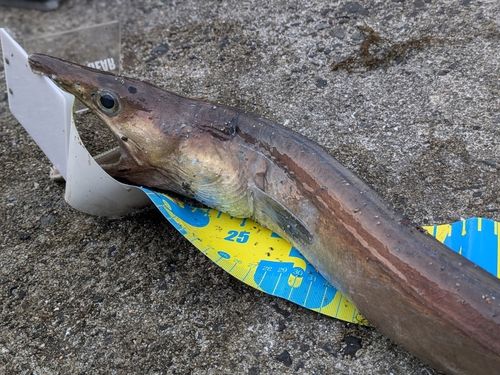 ハモの釣果