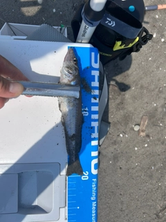 シロギスの釣果