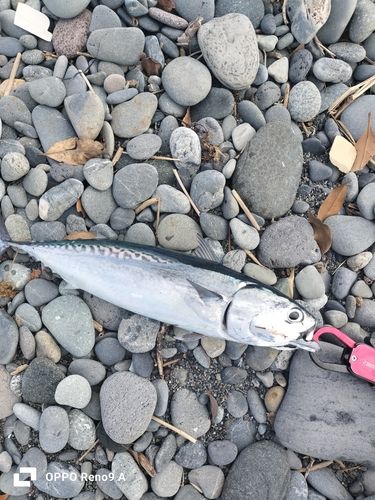 ソウダガツオの釣果