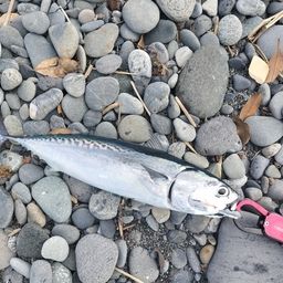ソウダガツオ