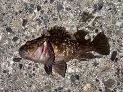 ハチガラの釣果