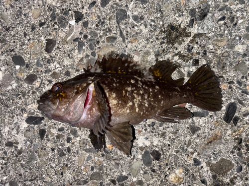 ハチガラの釣果