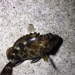カサゴ