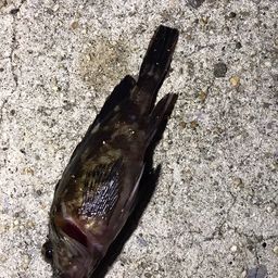 カサゴ