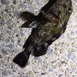 カサゴ