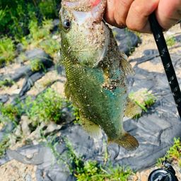 ラージマウスバス