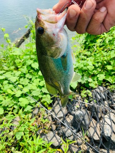 ラージマウスバスの釣果