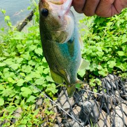 ラージマウスバス