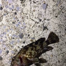 カサゴ