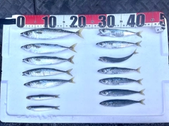 マサバの釣果