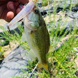 ラージマウスバス