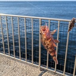 カサゴ