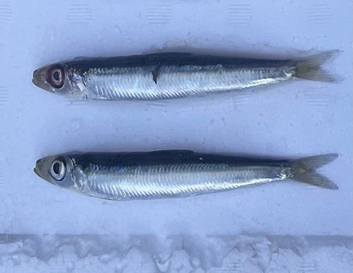 ウルメイワシの釣果