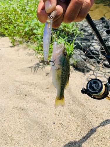 ラージマウスバスの釣果