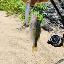 ラージマウスバス