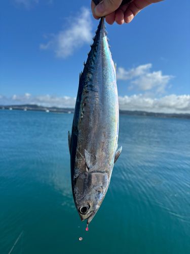 ソウダガツオの釣果