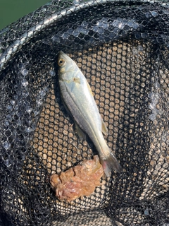 セイゴ(マルスズキ)の釣果