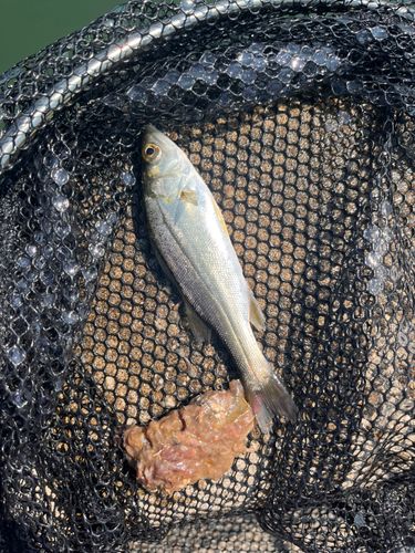 セイゴ（マルスズキ）の釣果