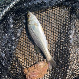 セイゴ（マルスズキ）