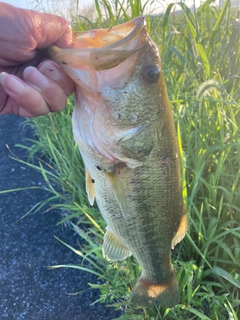 ラージマウスバスの釣果