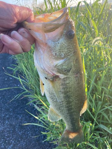 ラージマウスバスの釣果