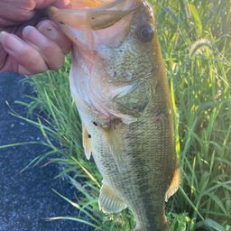 ラージマウスバス