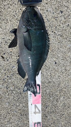 メジナの釣果