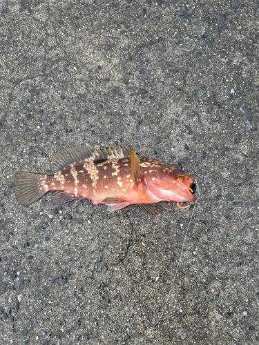 キジハタの釣果