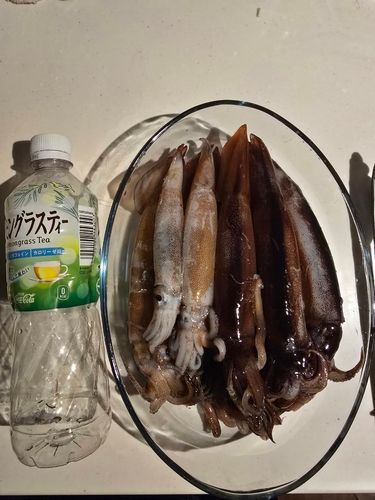イカの釣果