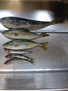 シイラの釣果