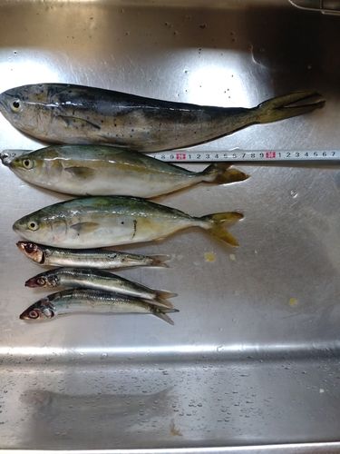 シイラの釣果