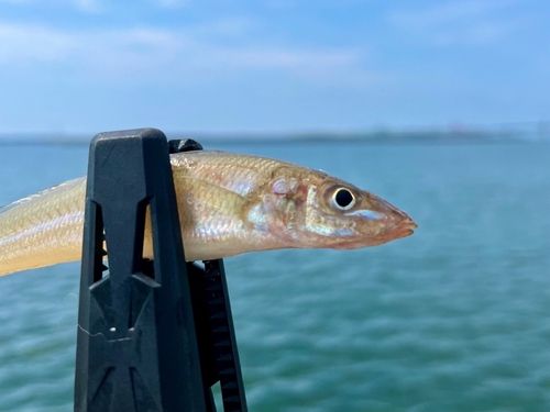 シロギスの釣果