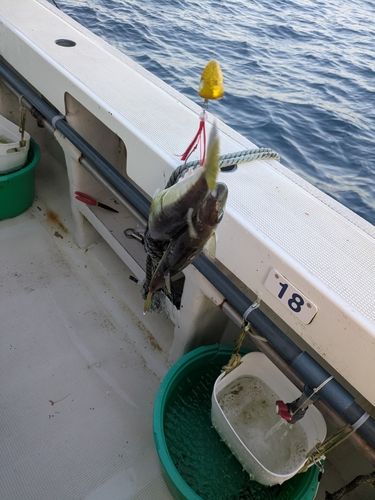 シロサバフグの釣果