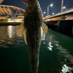 マゴチ
