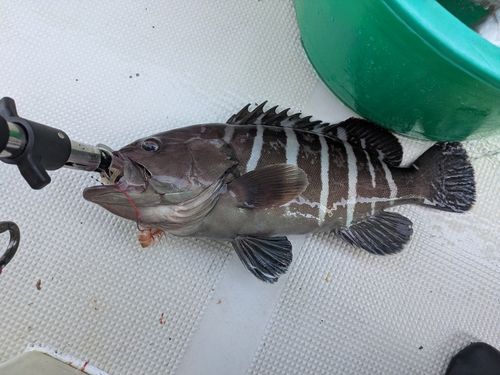 マハタの釣果