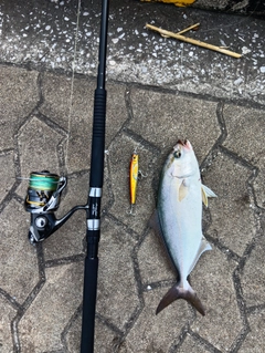 ヤズの釣果