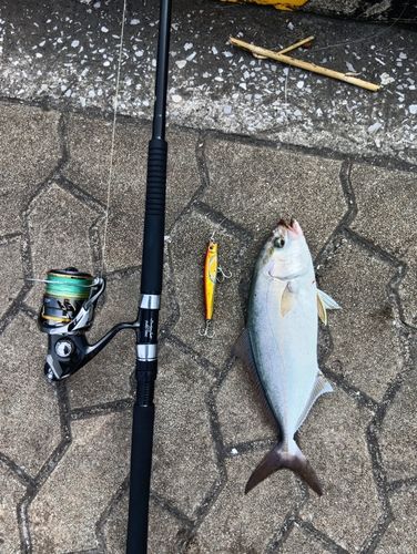 ヤズの釣果