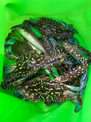 タイワンガザミの釣果