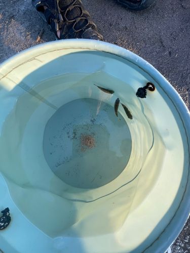 クサフグの釣果