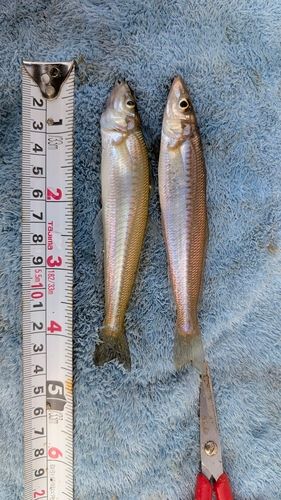 シロギスの釣果