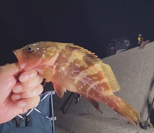 アコウの釣果