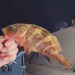 アコウ