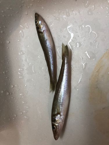 キスの釣果