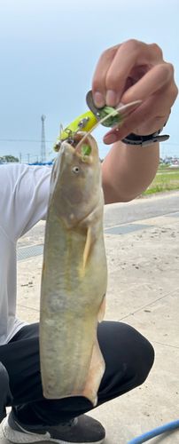 ナマズの釣果