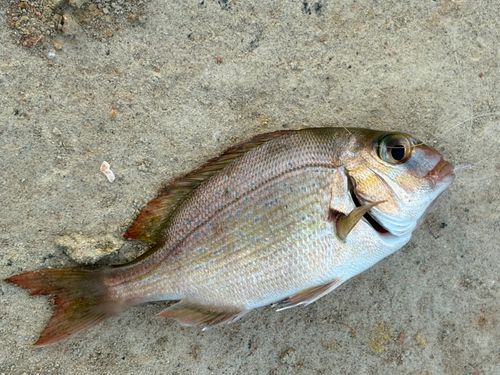 チャリコの釣果