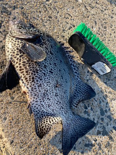 イシガキダイの釣果