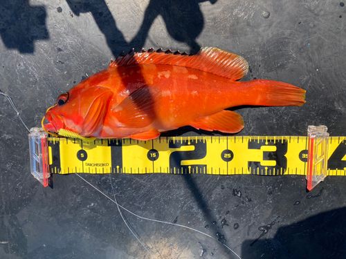 アカハタの釣果