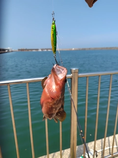 アコウの釣果