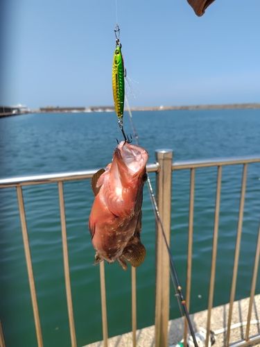 アコウの釣果